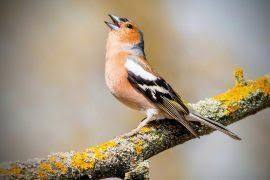 Attēlu rezultāti vaicājumam “Blepharidopterus angulatus”