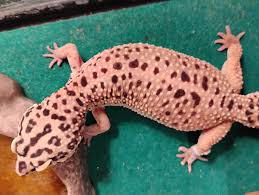Image result for gravidity leopard gecko
