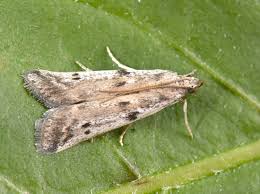 Attēlu rezultāti vaicājumam “Phycitodes binaevella”