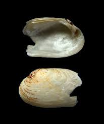 Attēlu rezultāti vaicājumam “Unio crassus”