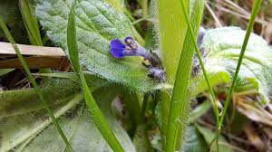 Attēlu rezultāti vaicājumam “Ajuga pyramidalis leaf”