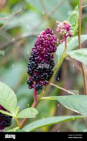 Attēlu rezultāti vaicājumam “Phytolacca acinosa flower”