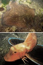 Image result for Raja radula