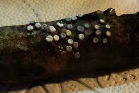 Attēlu rezultāti vaicājumam “Diderma hemisphaericum”