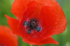 Image result for Papaver rhoeas