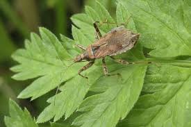 Attēlu rezultāti vaicājumam “Himacerus apterus”