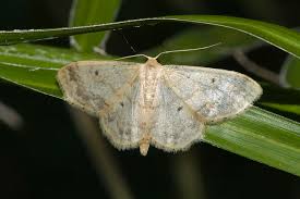 Attēlu rezultāti vaicājumam “Idaea biselata”