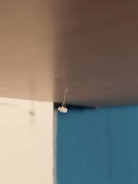 Attēlu rezultāti vaicājumam “Chrysopidae eggs”