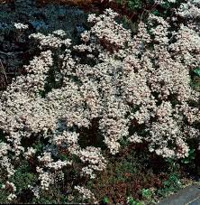 Image result for Sedum album `Coral Carpet`