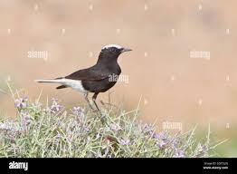 Image result for Oenanthe leucopyga