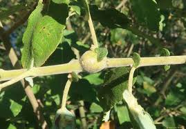 Attēlu rezultāti vaicājumam “Rabdophaga salicis”