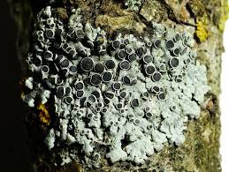 Attēlu rezultāti vaicājumam “Physarum licheniforme sessile”