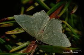 Attēlu rezultāti vaicājumam “Hemithea aestivaria”