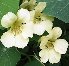 Attēlu rezultāti vaicājumam “Tropaeolum majus bud”