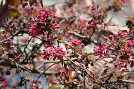 Attēlu rezultāti vaicājumam “Malus purpurea flower”