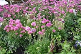 Image result for Dianthus gratianopolitanus