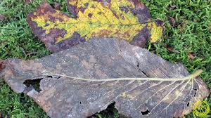 Attēlu rezultāti vaicājumam “Mycosphaerella ulmi”