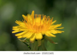 Attēlu rezultāti vaicājumam “Taraxacum officinale aggr. flower”