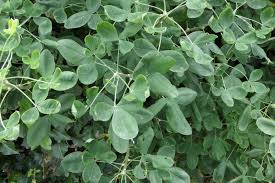 Attēlu rezultāti vaicājumam “Laburnum anagyroides leaf”