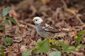 Image result for Zonotrichia albicollis