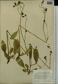 Attēlu rezultāti vaicājumam “Hieracium vulgatum”