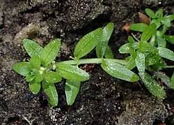Attēlu rezultāti vaicājumam “Callitriche cophocarpa leaf”