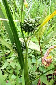 Attēlu rezultāti vaicājumam “Sparganium minimum fruit”