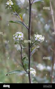 Attēlu rezultāti vaicājumam “Berteroa incana leaf”