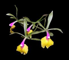 Attēlu rezultāti vaicājumam “Epicallima formosella”