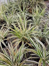 Attēlu rezultāti vaicājumam “Dianema nivale sessile”