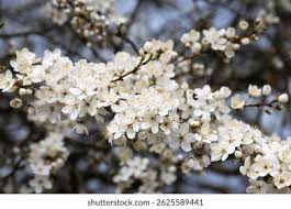 Attēlu rezultāti vaicājumam “Prunus cerasifera var. divaricata flower”