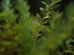 Attēlu rezultāti vaicājumam “Pohlia cruda”