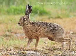 Attēlu rezultāti vaicājumam “Lepus europaeus”