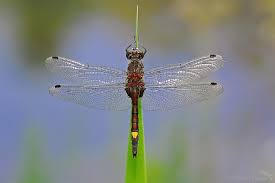 Attēlu rezultāti vaicājumam “Leucorrhinia”