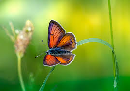 Attēlu rezultāti vaicājumam “Lycaena hippothoe underside”