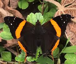 Attēlu rezultāti vaicājumam “Badhamia dubia sessile”