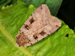 Attēlu rezultāti vaicājumam “Xestia triangulum”