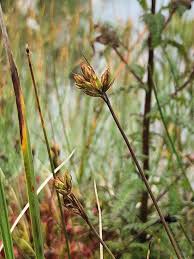 Attēlu rezultāti vaicājumam “Juncus stygius”
