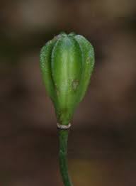 Attēlu rezultāti vaicājumam “Lilium martagon fruit”