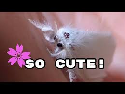 Attēlu rezultāti vaicājumam “Euproctis similis imago”