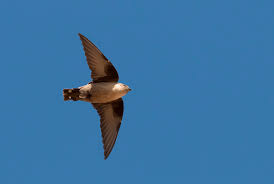 Image result for Ptyonoprogne rupestris