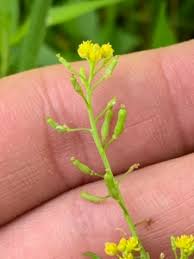 Attēlu rezultāti vaicājumam “Rorippa palustris flower”