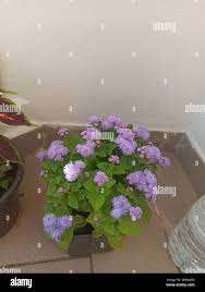 Image result for Leberbalsam