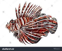 Image result for Pterois volitans