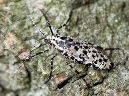 Attēlu rezultāti vaicājumam “Erannis defoliaria”