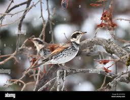 Image result for Turdus eunomus