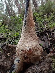 Attēlu rezultāti vaicājumam “Dianema nivale spores”