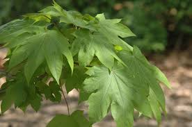 Attēlu rezultāti vaicājumam “Kalopanax septemlobus”