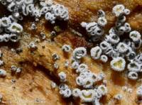 Attēlu rezultāti vaicājumam “Proliferodiscus pulveraceus”