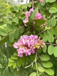 Attēlu rezultāti vaicājumam “Robinia neomexicana”